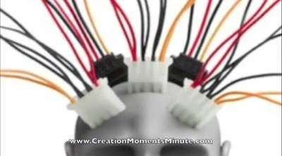 Brain Talk | Creation Moments Minute