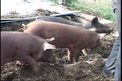 Our Barnyard
