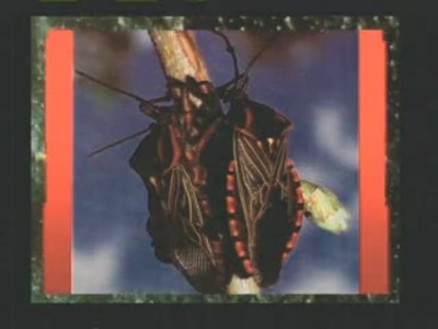Insects-Incredible & Inspirational