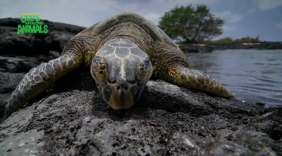 'God's Amazing Animals Ep01 - Kids TV Show