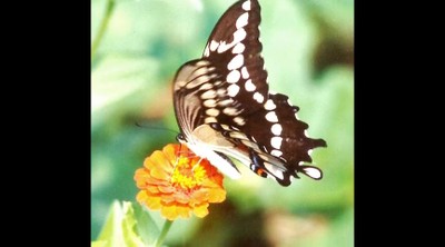 In Search of a Golden Sparrow
