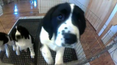Playing Pups