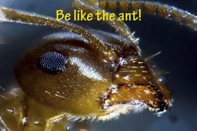 Ant vs. the Sloth your choice