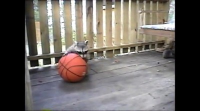 Buddy and Rambo Raccoons play with basketball