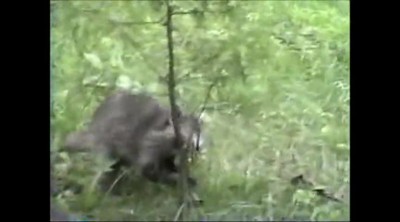 A Raccoon playful antics