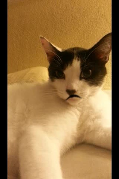 my cat sings lights