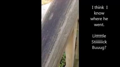 A Stick Bug Story By Janie D. Youhas