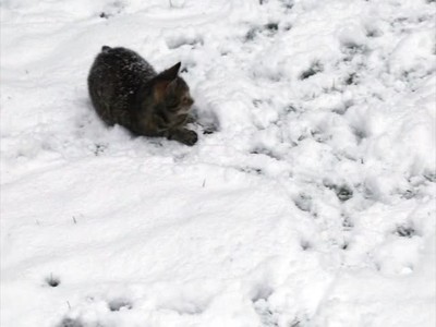 Kitten Exploring Snow for First Time