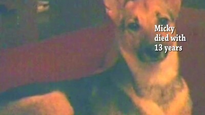 In Memorian: My Dogs-A Song For You
