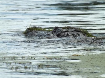 Gatorfest