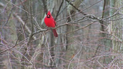Holy Bread of Life, Song by Ezekiel