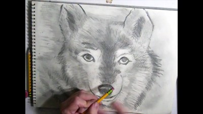 A wolf Drawing