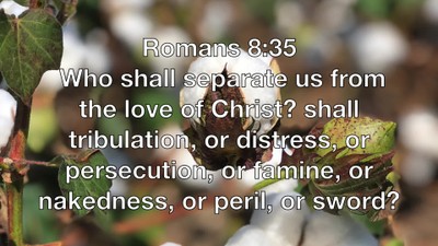 More Than Conquerors Through His Love