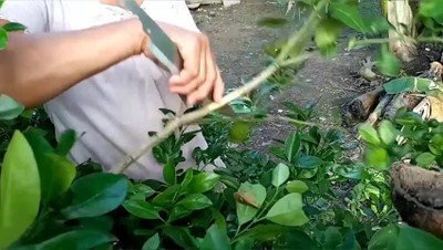 How To Marcot Calamansi Tree For Propagation