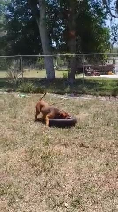 Fetch with a tire