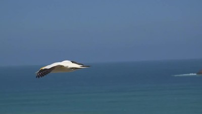 Unfold Like a Lotus Flower -Motivational Rap Song by Kamal the Motivator