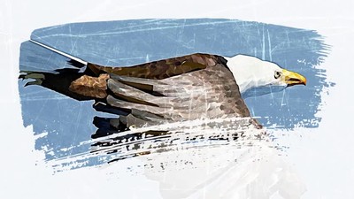 Majestic Eagles