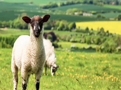 Psalm 23 The Lord is My Shepherd