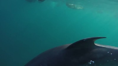 Top 5 Facts About Dolphins
