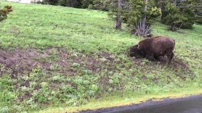 Top 5 Facts About Yellowstone National Park