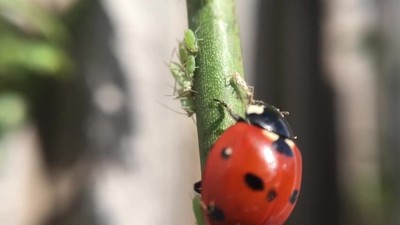Top 5 Facts About Insects