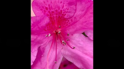 Run to the Father ~ Lyric Video & Photos by  Barb Syverson