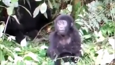 Funny Animals Gorillas React to Magic at the Zoo#98