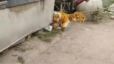 Extremely Funny Animal Videos - Best Funniest Animals Videos on Youtube #100