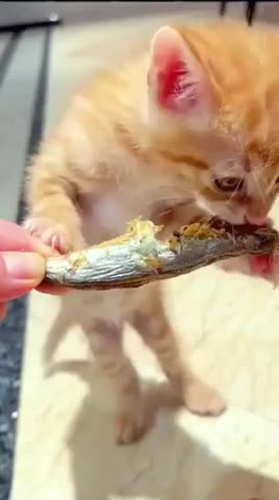 Cute cat eating dry fish
