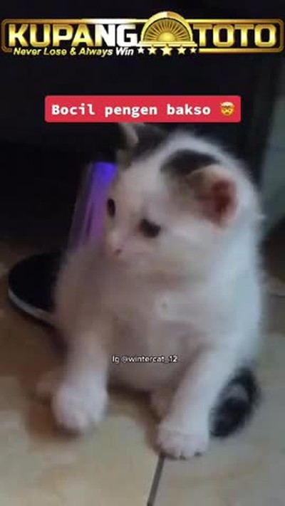 kucing barbar #kupangtoto