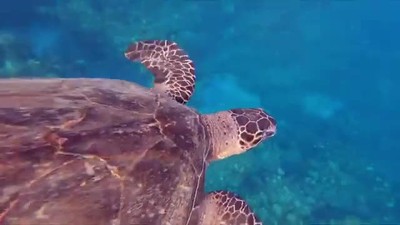 Under water view