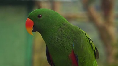 Beautiful view of birds