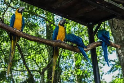 Beautiful  birds