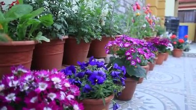 Beautiful flowers
