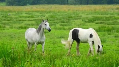 Lovely  horses