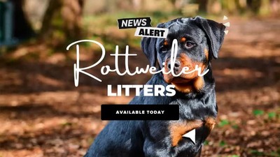 Rottweiler Puppies for sale in Washington