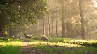 Psalm 23 - The Lord's my Shepherd...