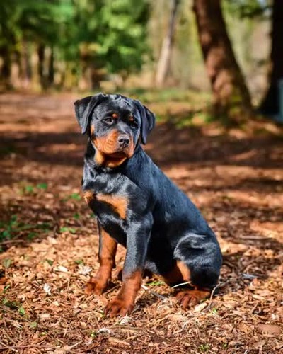 Diva Rottweiler Puppies for sale in kent