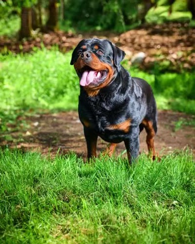 Kassandra Female Rottweiler