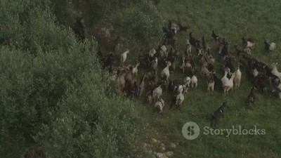 The Hound and the Hare: A Tale of Motivation