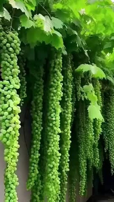 Angoor khane ke fayede Benefits of Grapes #fruits #nature #shorts #grape