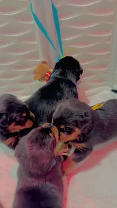 Amazing Puppies