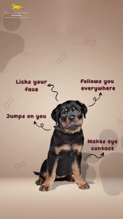 Signs that your rottweiler loves you