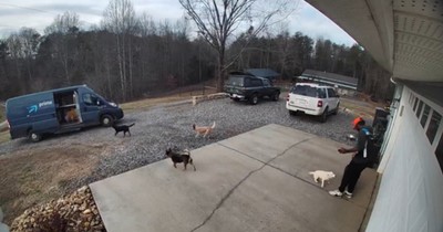  Pack of Cattle Dogs Excited to See Delivery Guy