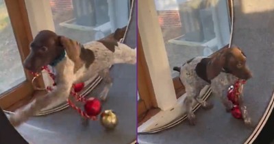 Reindeer Training Starts Early For This Pup