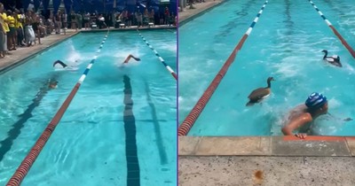 A Pair of Unexpected Competitors Join the Swim Meet