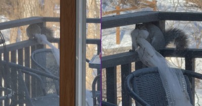 Tiny Thief, Big Plans. This Squirrel Needs to Renovate