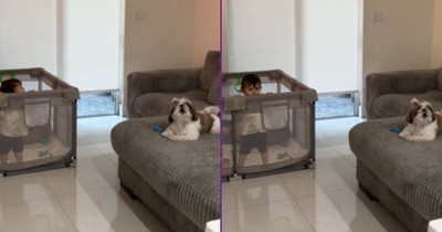 Child and Dog Battle One Another for Attention, and It's Hilarious