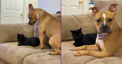 Trying Not To Bother The Cat Is Still Bothering The Cat