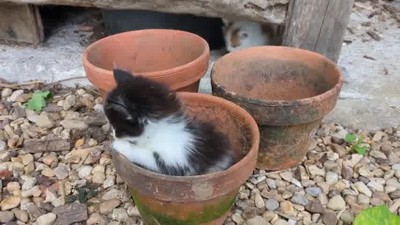 LittleCat